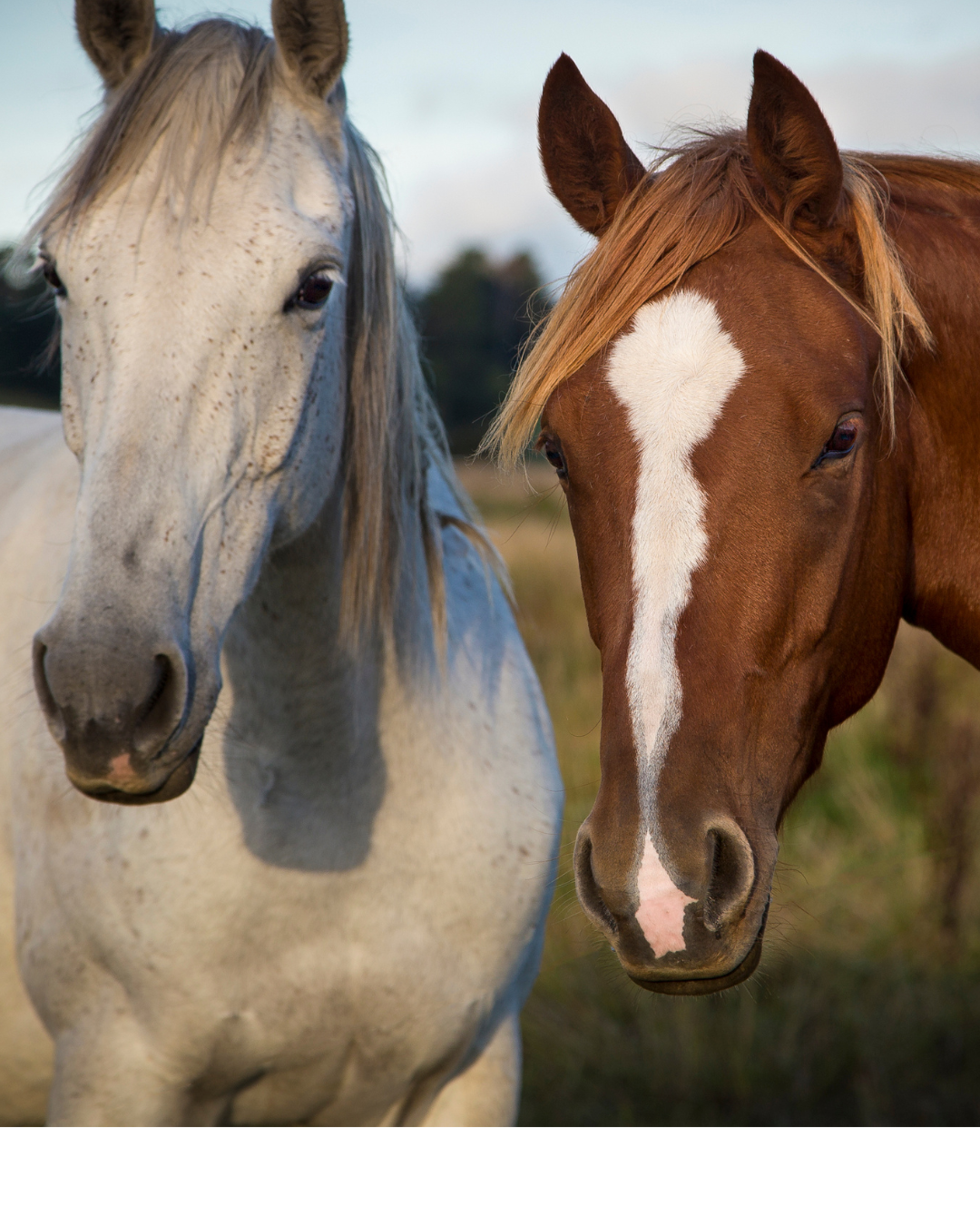 Picture for category Equine